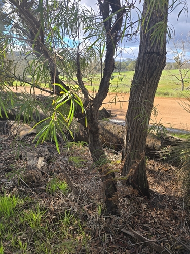 Persoonia longifolia, photograph 1