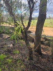 Persoonia longifolia