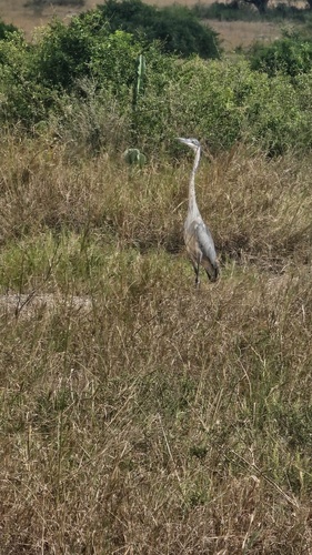 iNaturalist image