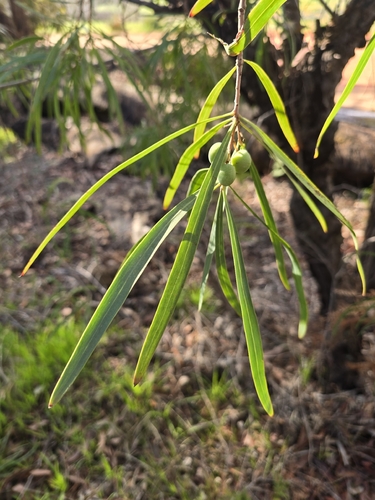Persoonia longifolia, photograph 2