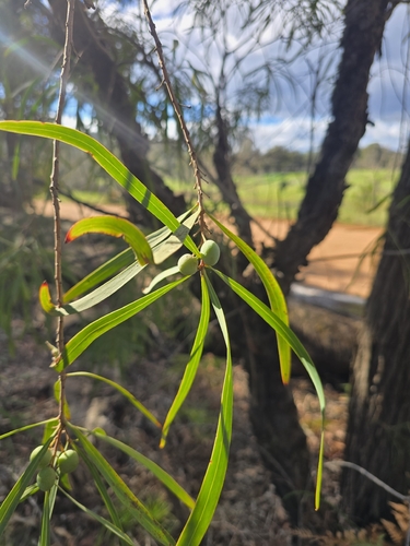 Persoonia longifolia, photograph 3
