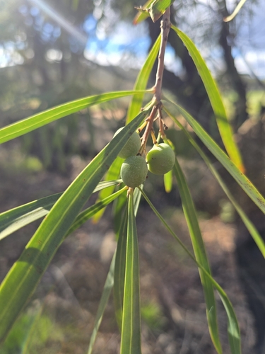 Persoonia longifolia, photograph 4