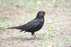 Turdus merula