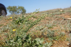 Dianthus marschallii