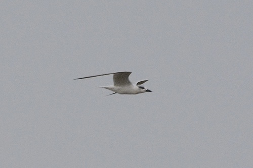 iNaturalist image