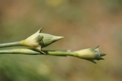 Dianthus marschallii