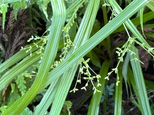 Cyperus diffusus, photograph 3