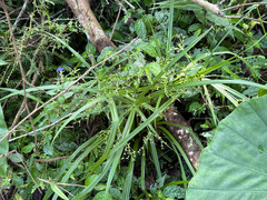 Cyperus diffusus, photograph (c) 黃美滿, some rights reserved (CC BY)