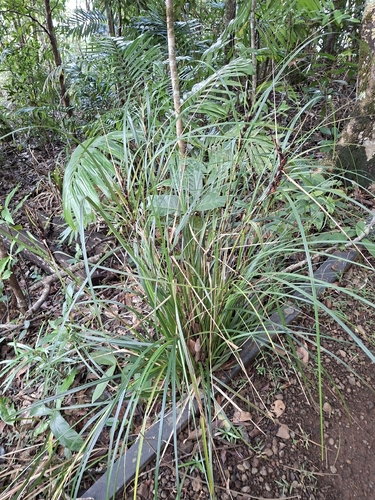 Gahnia aspera observed 2026-07-11
