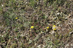Helianthemum oelandicum orientale