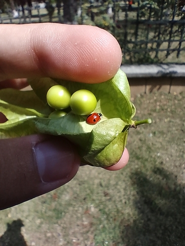 Two-spotted Lady Beetle