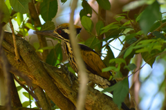 Chrysocolaptes festivus
