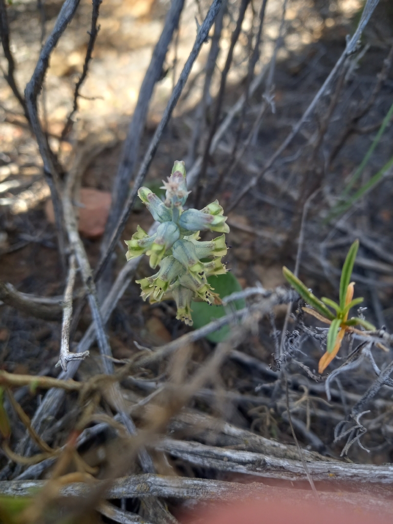 Lachenalia aurioliae, Cape Winelands, ZA-WC, ZA