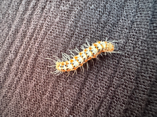 Crimson-speckled Flunkey