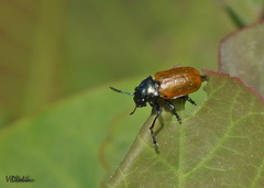 Labidostomis longimana