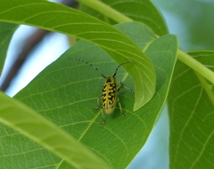 Saperda scalaris