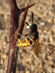 Philanthus triangulum diadema