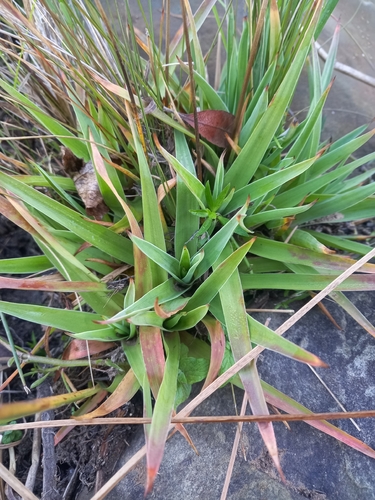 Juncus lomatophyllus, photograph 2