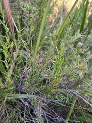 Cliffortia strobilifera