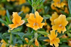 Diplacus longiflorus