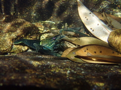 Macrobrachium laevis