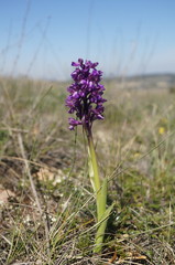 Anacamptis morio caucasica