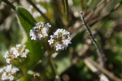 Valerianella echinata
