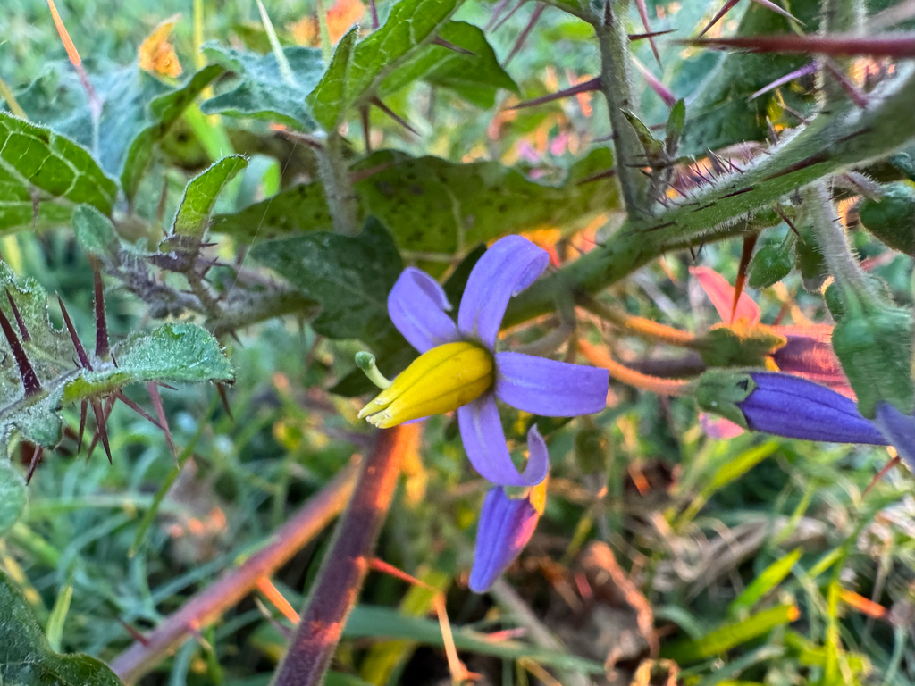 Solanum palinacanthum; photograph (c) topeuna, some rights reserved (CC BY)