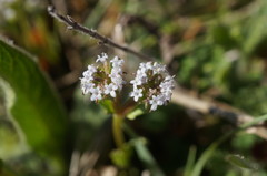 Valerianella echinata