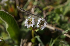 Valerianella echinata