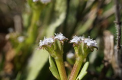 Valerianella echinata