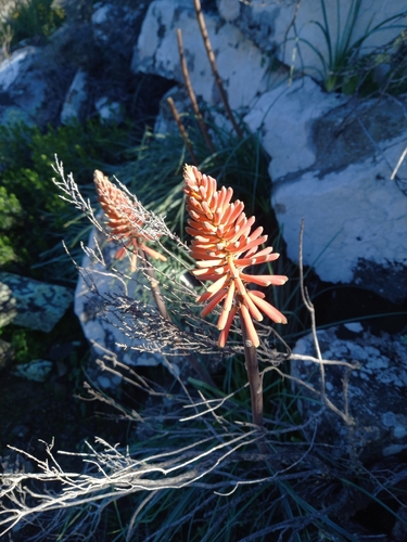 Kniphofia sarmentosa, photograph 3