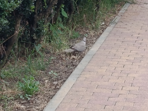 Eurasian Collared-Dove