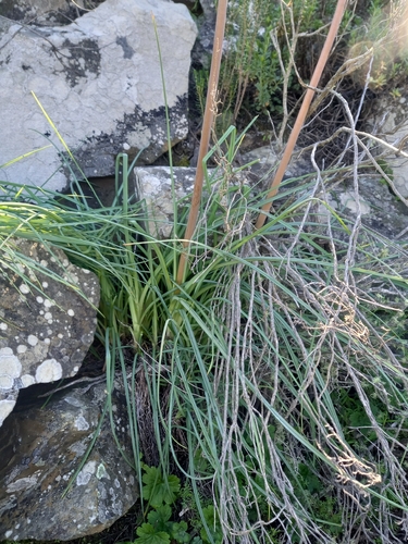 Kniphofia sarmentosa, photograph 4