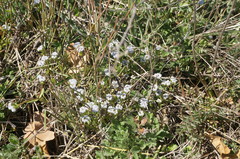 Valerianella echinata
