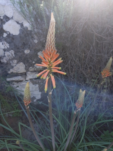 Kniphofia sarmentosa