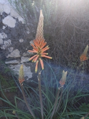 Torch Lily (Kniphofia)