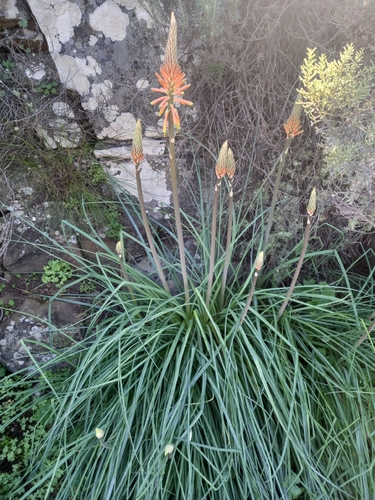 Kniphofia sarmentosa, photograph 2