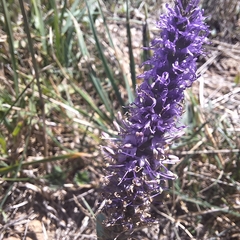 Veronica orchidea, photograph author not stated, no rights reserved