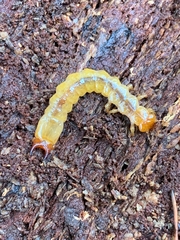 Dendroides ephemeroides