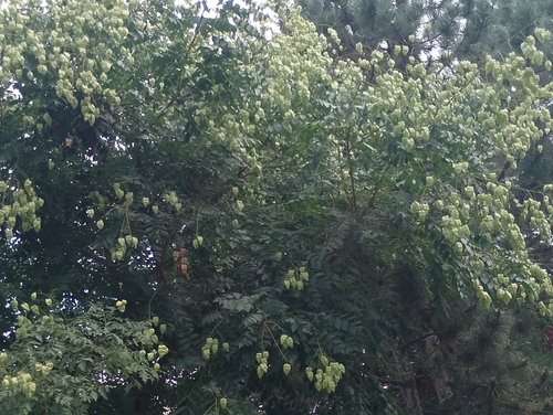 golden rain tree