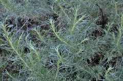 Artemisia californica