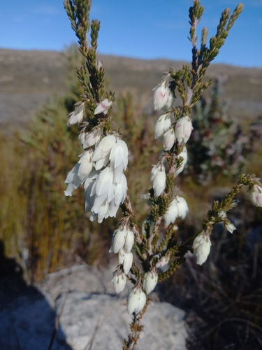 Erica monsoniana