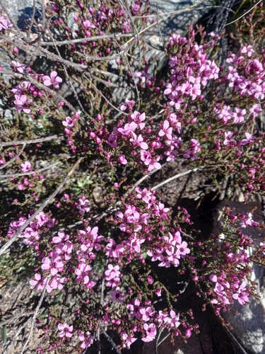 Acmadenia matroosbergensis (Acmadenia matroosbergensis)