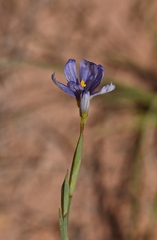 Sisyrinchium halophilum