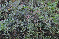 Quercus agrifolia