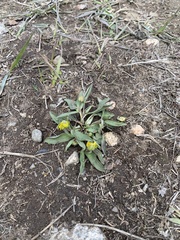Ranunculus alismifolius