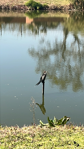 iNaturalist image
