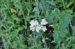Sambucus cerulea