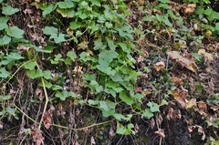 Marah macrocarpa